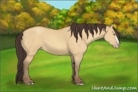 Horse Color:Amber Champagne Dun 
