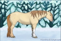 Horse Color:Gold Champagne Dun 