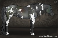 Horse Color:White Spotted Black 