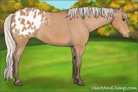Horse Color:Silver Bay Appaloosa 
