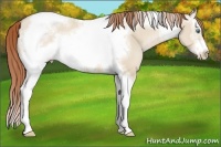 Horse Color:White Spotted Smoky Grullo Pearl Tobiano Frame 