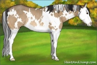 Horse Color:White Spotted Buckskin Dun Splash Rabicano