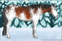 Horse Color:White Spotted Brown Appaloosa 