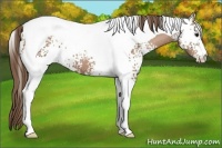 Horse Color:White Spotted Black Pearl Tobiano 