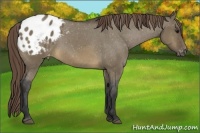 Horse Color:Buckskin Dun Appaloosa