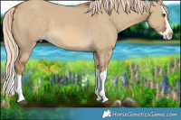 Horse Color:Chocolate Palomino Dun Splash