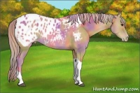 Horse Color:Nacre Palomino Tobiano Blanket 