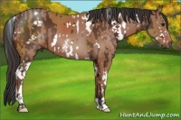 Horse Color:White Spotted Bay Splash Frame  and White Spotted Bay 