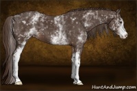 Horse Color:White Spotted Liver Chestnut 