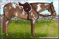 Horse Color:White Spotted Chestnut