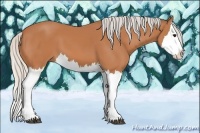 Horse Color:Silver Bay Splash 