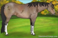 Horse Color:Bay Ice 
