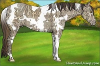 Horse Color:Plaid  White Spotted Amber Champagne Ice 