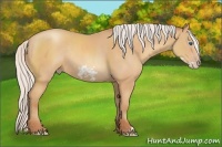 Horse Color:Silver Amber Champagne Frame Rabicano 