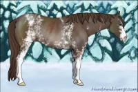 Horse Color:White Spotted Liver Chestnut Rabicano 