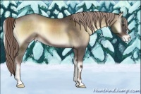 Horse Color:Chocolate Palomino Onyx Appaloosa 