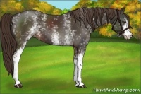 Horse Color:White Spotted Liver Chestnut 