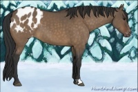 Horse Color:Brown Dun Appaloosa