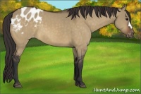 Horse Color:Brown Dun Appaloosa 