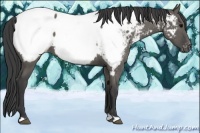 Horse Color:Grullo Appaloosa 