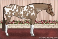 Horse Color:Liver Red Dun Appaloosa 