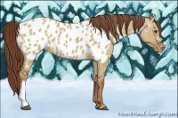 Horse Color:Red Dun Appaloosa 