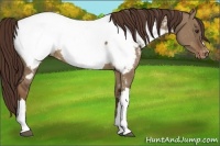 Horse Color:Liver Red Dun Appaloosa 