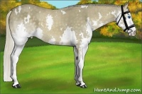 Horse Color:White Spotted Chocolate Palomino Splash