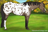 Horse Color:Liver Red Dun Appaloosa 