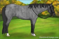 Horse Color:Blue Roan