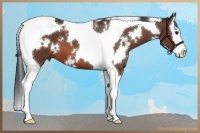 Horse Color:White Spotted Bay Splash Tobiano