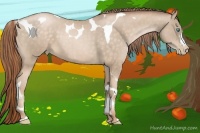 Horse Color:Buckskin Pearl Tobiano