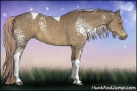 Horse Color:White Spotted Chocolate Palomino Tobiano