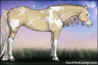 Horse Color:White Spotted Chocolate Palomino Dun Splash 