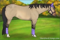 Horse Color:Bay Roan Dun