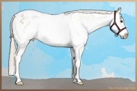 Horse Color:White Spotted Chocolate Palomino Roan Dun Splash Frame Appaloosa Rabicano 