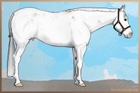 Horse Color:Bay Sabino Splash Rabicano