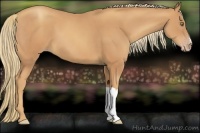 Horse Color:Gold Champagne 
