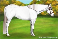 Horse Color:Red Dun Sabino 