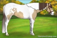 Horse Color:Bay Dun Sabino Tobiano Appaloosa 