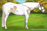 Horse Color:Chestnut Splash Tobiano Rabicano 
