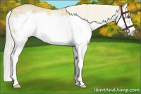 Horse Color:Chocolate Palomino Roan Dun Sabino Splash Frame 