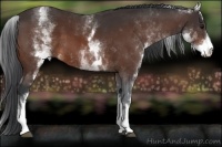 Horse Color:White Spotted Bay 