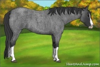 Horse Color:Blue Roan Splash 