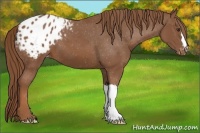 Horse Color:Chestnut Appaloosa 