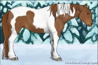 Horse Color:Chestnut Tobiano