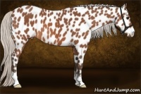 Horse Color:Silver Bay Appaloosa 