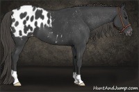 Horse Color:Smoky Black Appaloosa 