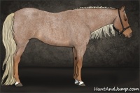 Horse Color:Red Roan