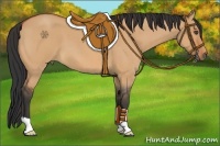 Horse Color:Bay Roan Dun 